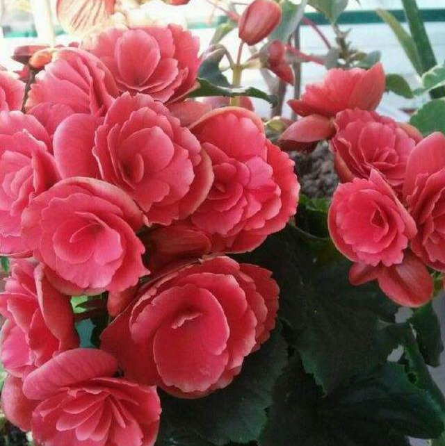 漂亮|4种漂亮花“忒难养”,养花功底薄,年年养不活,买了就后悔