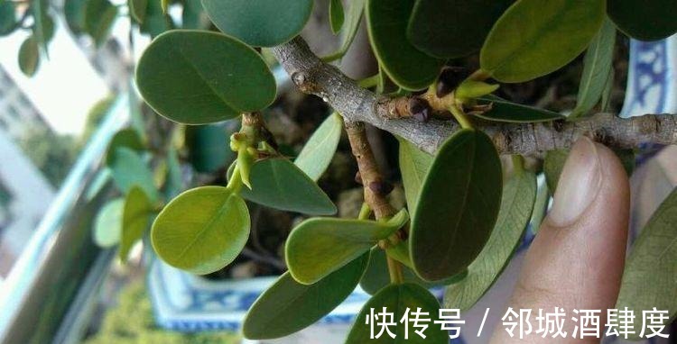 枝条|大妈养一株“象鼻”盆景, 从没人要变“万元级”, 才花3个月!