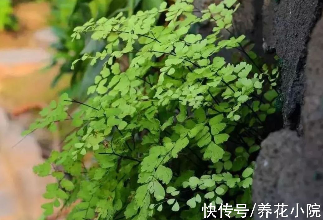 外面遇到6种“小植物”，把它养成“小盆景”，摆在桌面清新自然