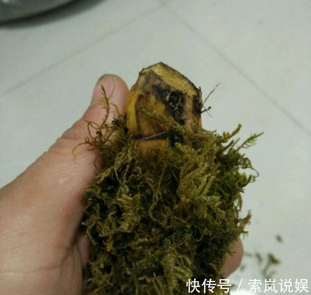 兰花植株根系腐烂而没有根了还能长出来吗兰花新苗上盆焦尖咋办