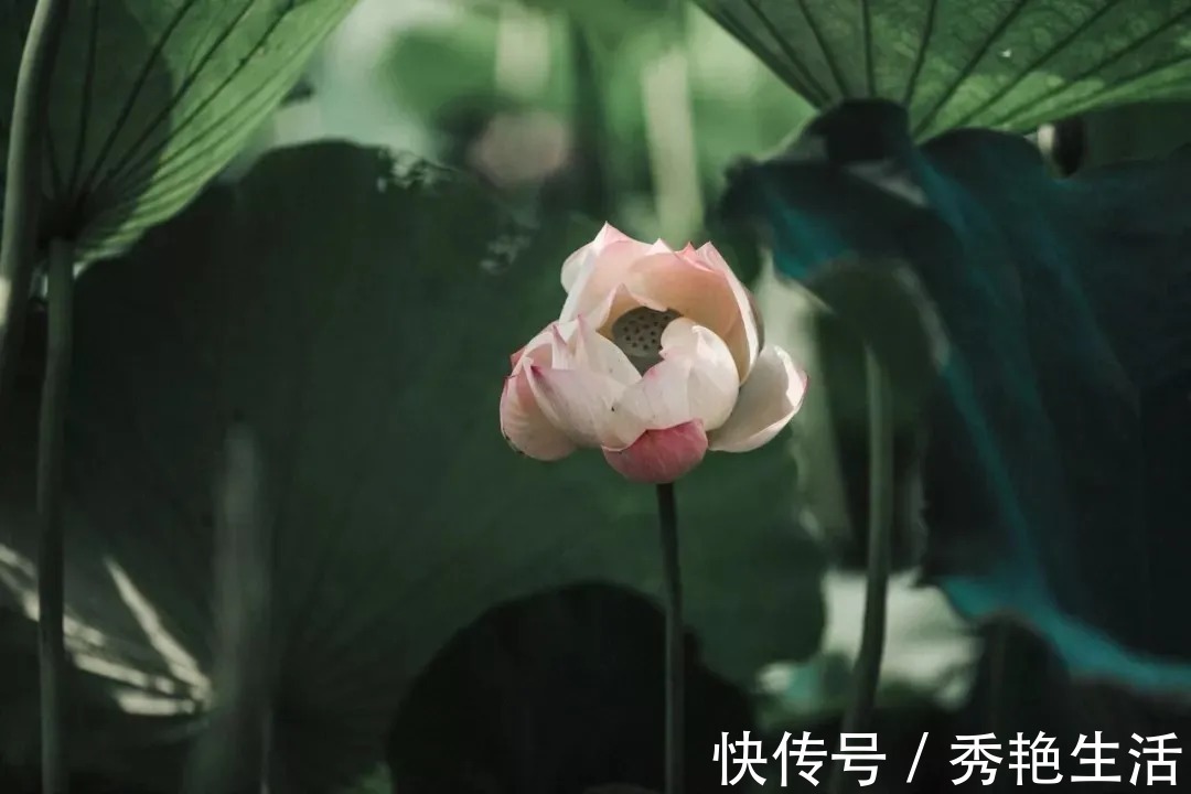 贾谊论&苏轼散文名句15则,学做人、学处世,你会受益无穷