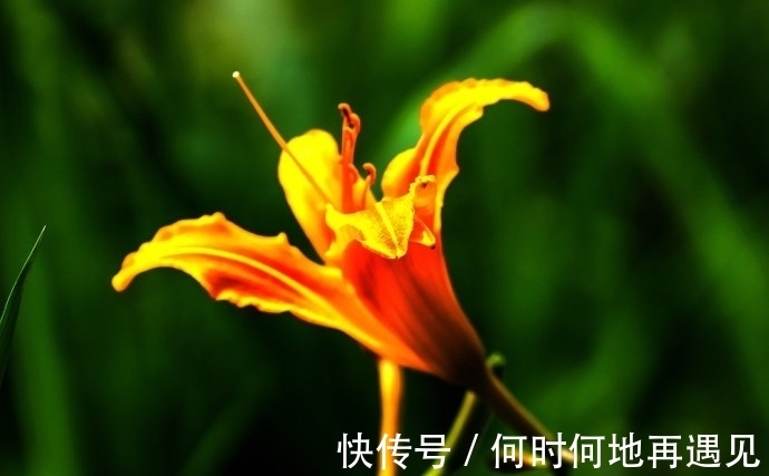 在中国古老广袤的大地上绽放了几千年的中国母亲花——萱草花