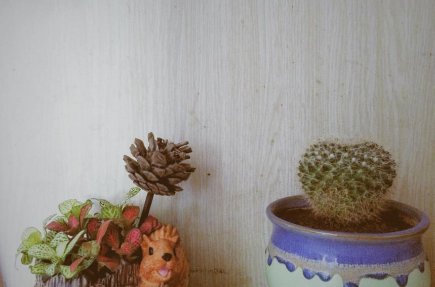花盆|松树三宝:松果壳、松针、松树皮,拿来养花,各有妙用