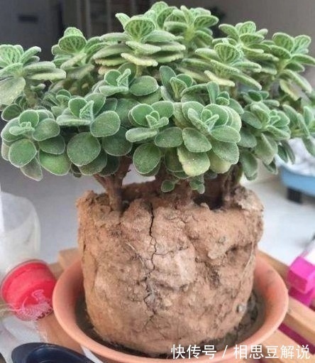 气根|养花很简单，看懂4个“信号”，就知道怎么养好了