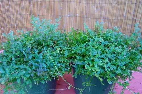 竹芋竹芋|天凉了，室内养上几种花，耐阴又好养，随便养养越长越美！