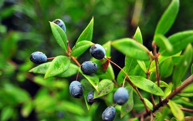 功效|“火”在肺里,咳嗽;“火”在肝里,失眠;“火”在胃里,口臭