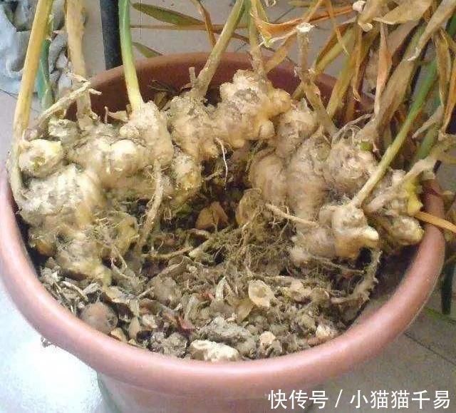 土豆|生姜、土豆吃不完,就扔“花盆里”,长成漂亮盆栽,结出丰硕果实