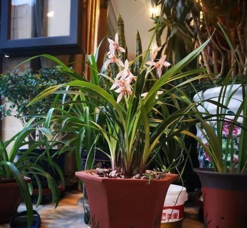 兰花|想养好兰花,下足功夫,掌握方法,长得旺开花多