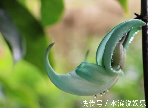 此花花色碧玉,盛开的花犹如一只只翡翠雕琢而成的小鸟,备受追捧