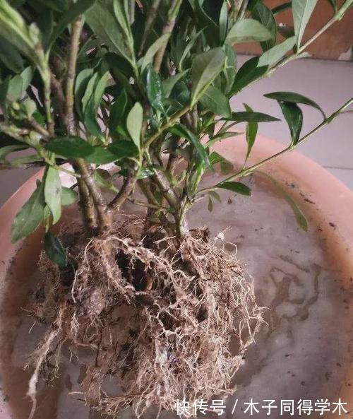 养花|新手养花“黑名单”,买了也养不活,谨慎买这些花