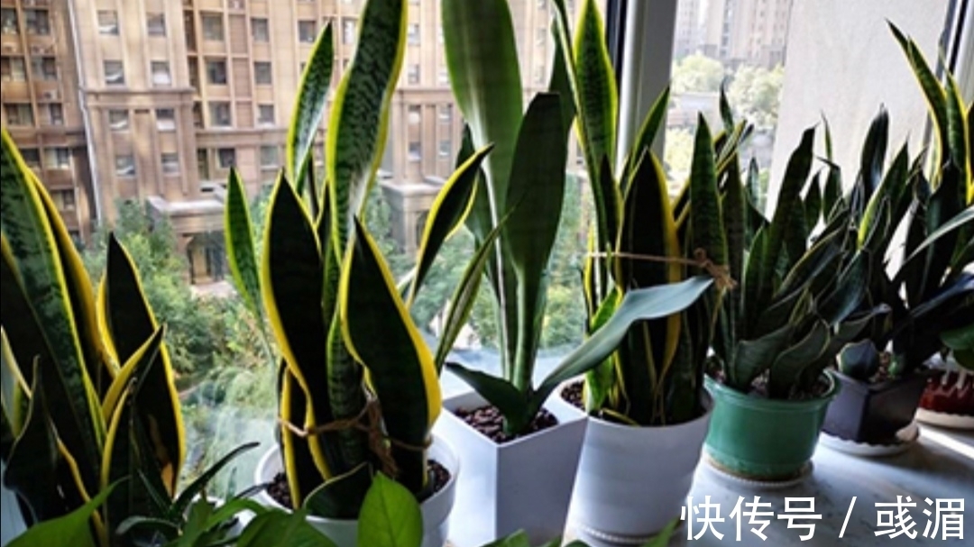 虎皮兰漂亮又好养,只要记住几个养护要点,长得旺盛,叶子亮丽