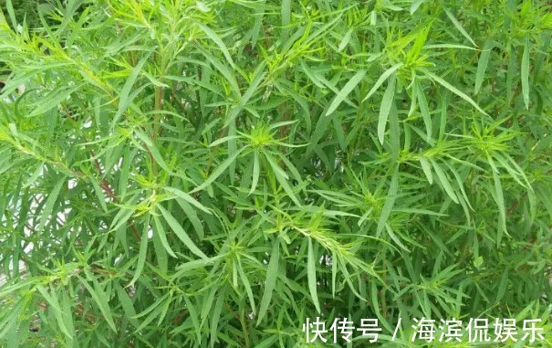 农村野草用处大,能吃能用价值高,搞卫生的好帮手