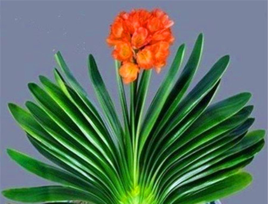 君子兰有“4怕”,难怪叶子长歪还夹箭,学会了叶片光亮顺利开花