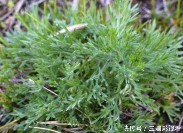 灰灰菜|在农村4种野菜,见到了可要采回家,每种都是治病的好药