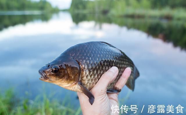 野钓|野钓鲫鱼,掌握这套“垂钓宝典”,不愁鱼不上钩