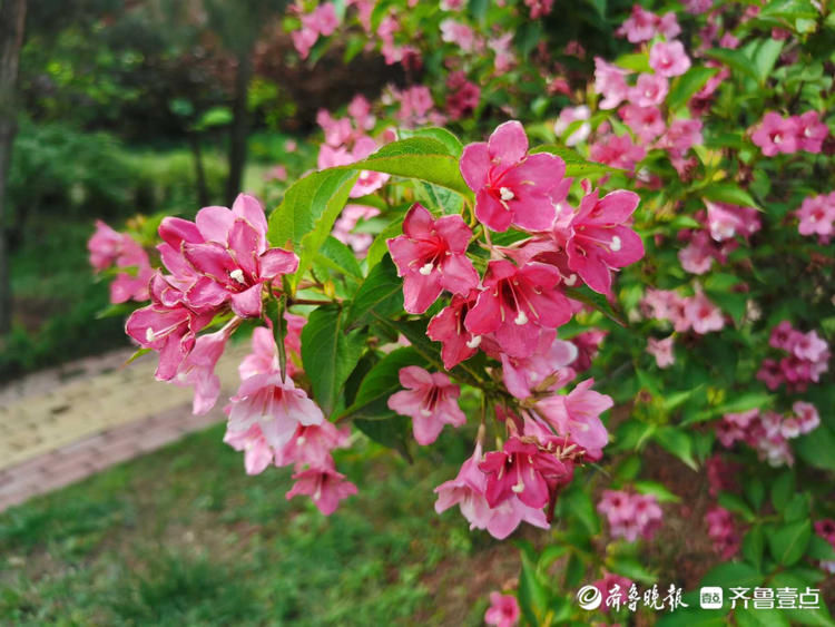 室内绿叶开红花的植物