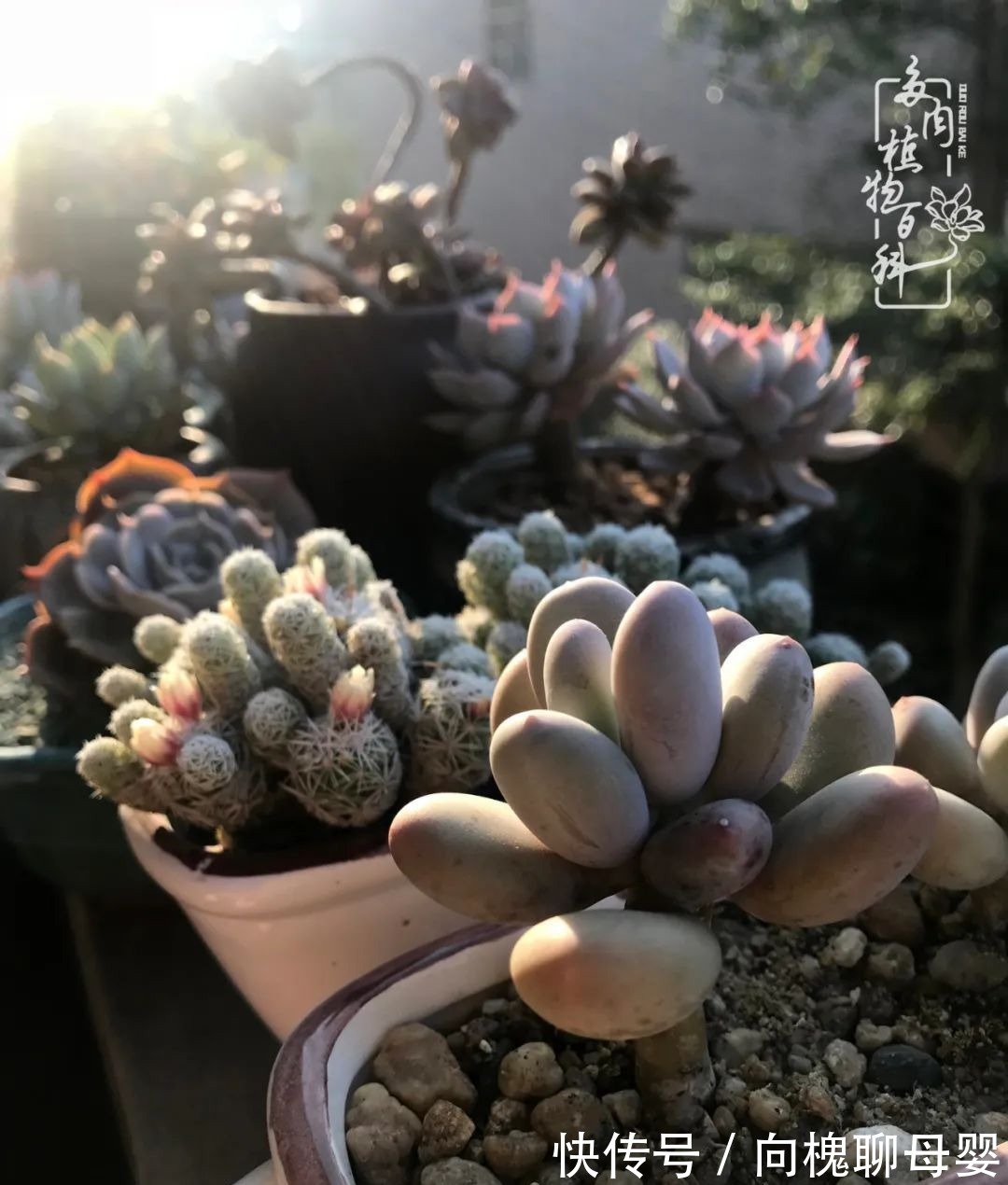 一种爱好就是一种境界,养花养多肉可以培养一个人的心境!