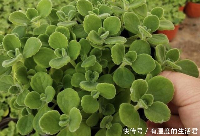 客厅异味重不用喷香水,放上“1种花”,一整年有“香气”,值!