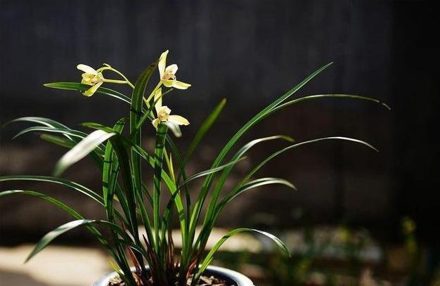 兰花抱怨养不好，重点养好“根茎”，来点肥浇点水，呼呼冒新芽