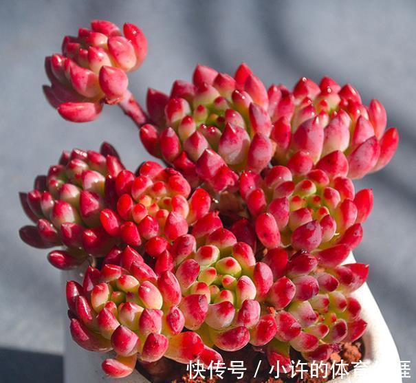 人见人爱的1款高颜值多肉，叶片饱满鲜艳，养成群生小老桩