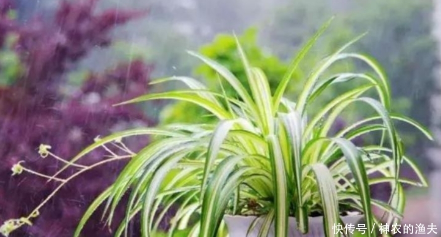 家里养此款花,直接美爆阳台,一年四季都美美的