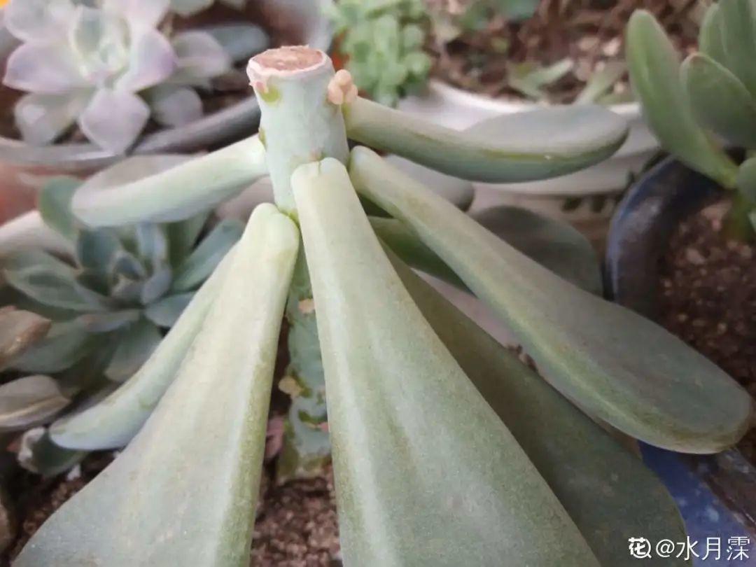 叶子|20种花，天凉了赶紧剪，来年开花有多又艳！