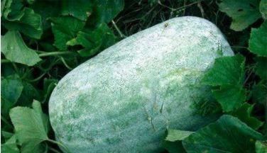 中年人體質好，多吃的食物，促進消化，養肝明目，延年益壽