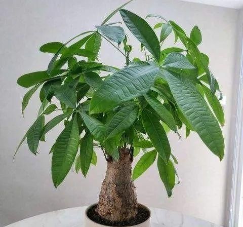 发财树盆里扔点小东西，壮根促芽，再喷点它，叶子一年绿油油