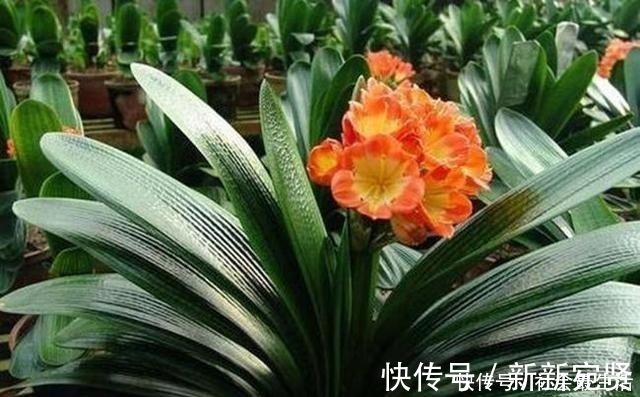 废油|给君子兰加点营养,长出大白根开花呼呼旺,开花也多了!