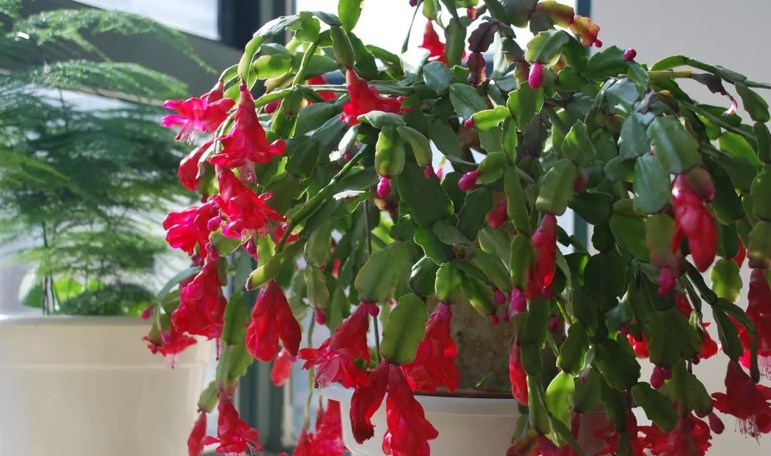 5种花要“穷养”,小花盆,少浇水,越长越精神!