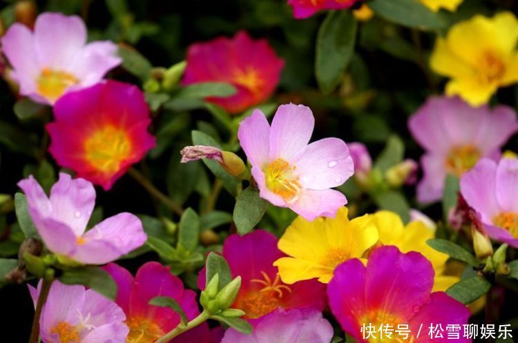 4种花被称为开花王,沾土就活,越热开花越多,养护简单漂亮