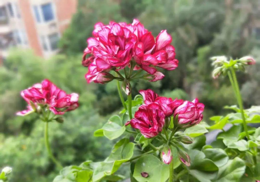 这花真便宜,100块买了一阳台,爆花多得看不见叶子