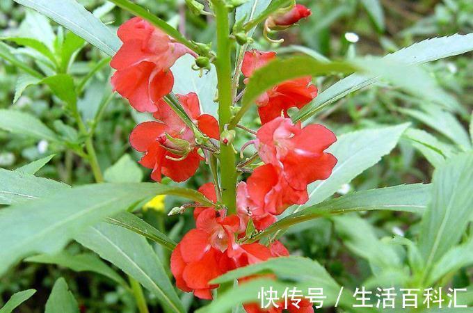 这4种花不易生病好养活,开花就爆盆,园艺新人小白入手不吃亏