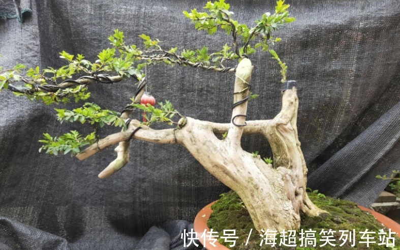 制成盆景的瓜子黄杨,搁家里能显主人品味、身份,该怎么养护?