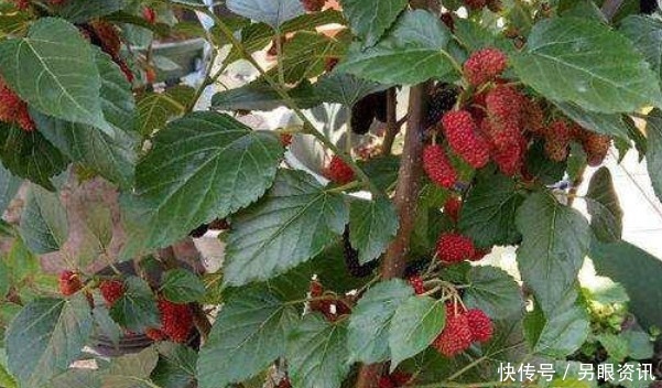 阳台|这四种果树放阳台养,一盆能挂满果,居然节约不少买水果的钱