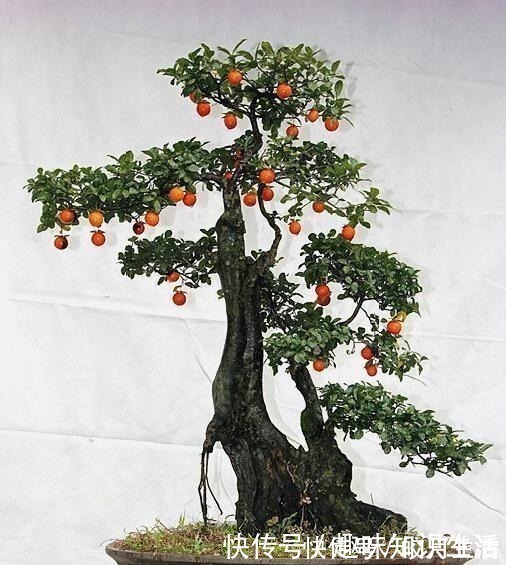 金枝玉叶|养这2种花,还能挣钱,放那不用管,养得好卖上万,挺划算!