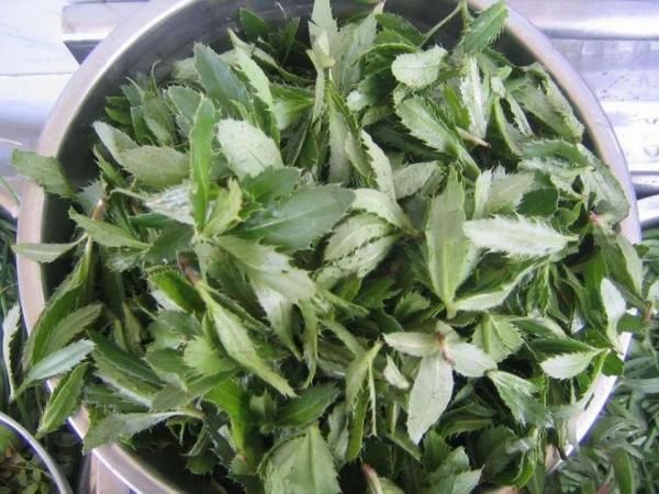 给青团上色绝非艾草的独门绝技，名菜“草头圈子”的主角也可以