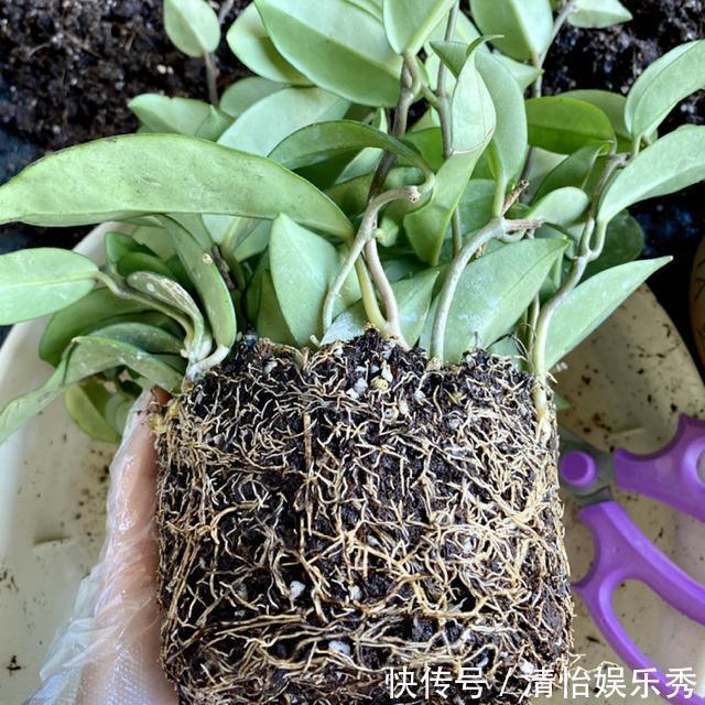 阳台上|10种“吉利花”,“穷养”才能长大,越挤越壮实,越大越“旺家”