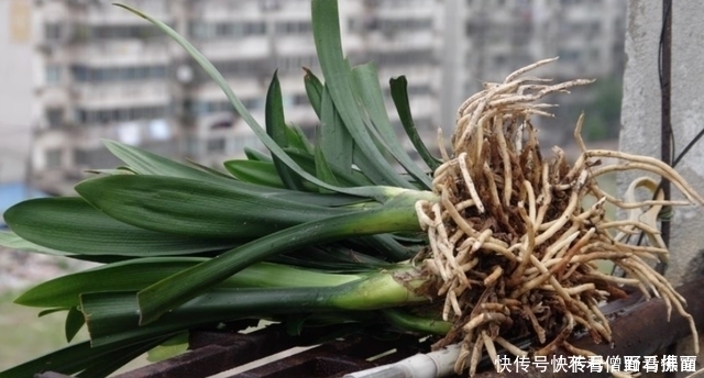 自来水|想要君子兰多发芽,避开“三种水”,当月催出花箭,绽放层叠群兰