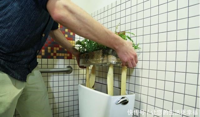 马桶盖一掀,水箱上种花除异味,垫上一条旧毛巾,一整年不要浇水!