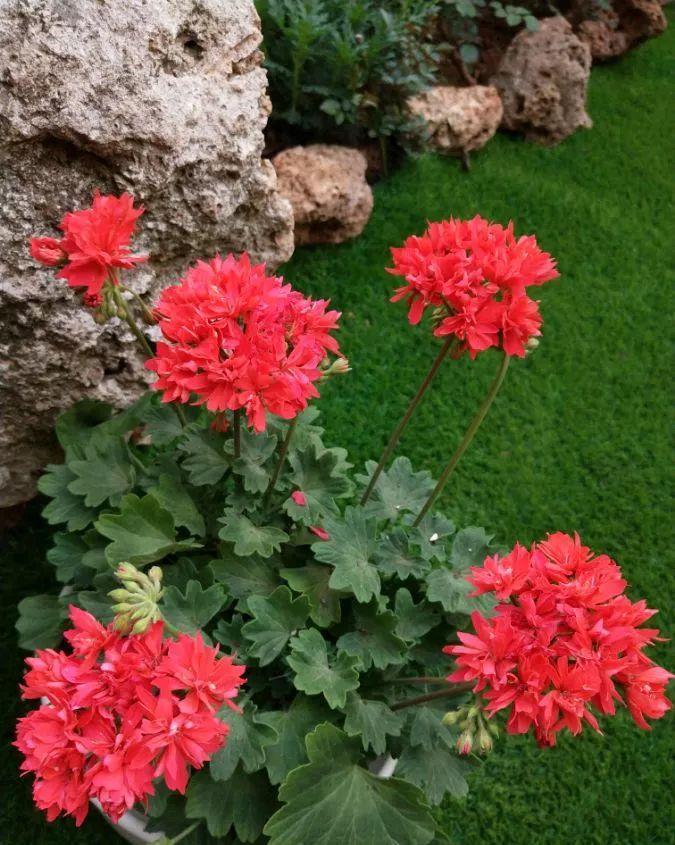 养花技巧:大冬天,她家的小院开满200盆花,全家人过年围着看!