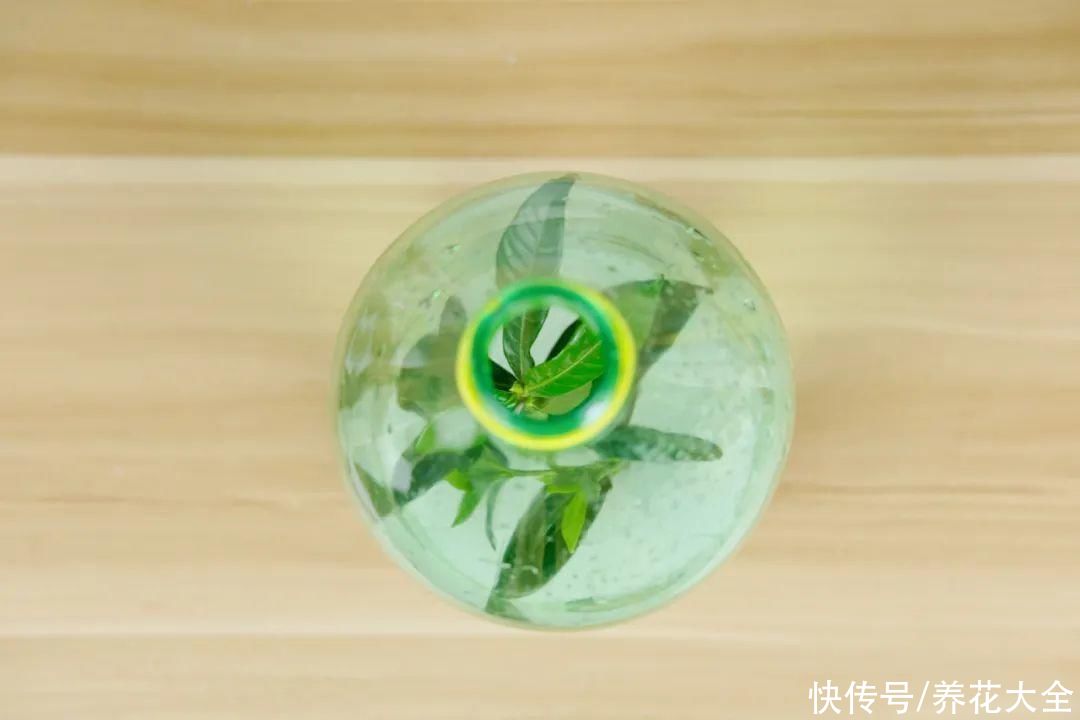 11种常见花，现在扦插，成活率特高