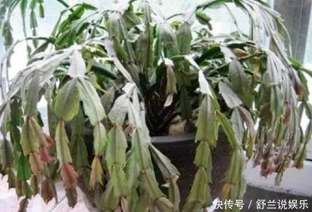 到了夏天,蟹爪兰叶子“耷拉、断裂”,没有放对位置,赶紧搬