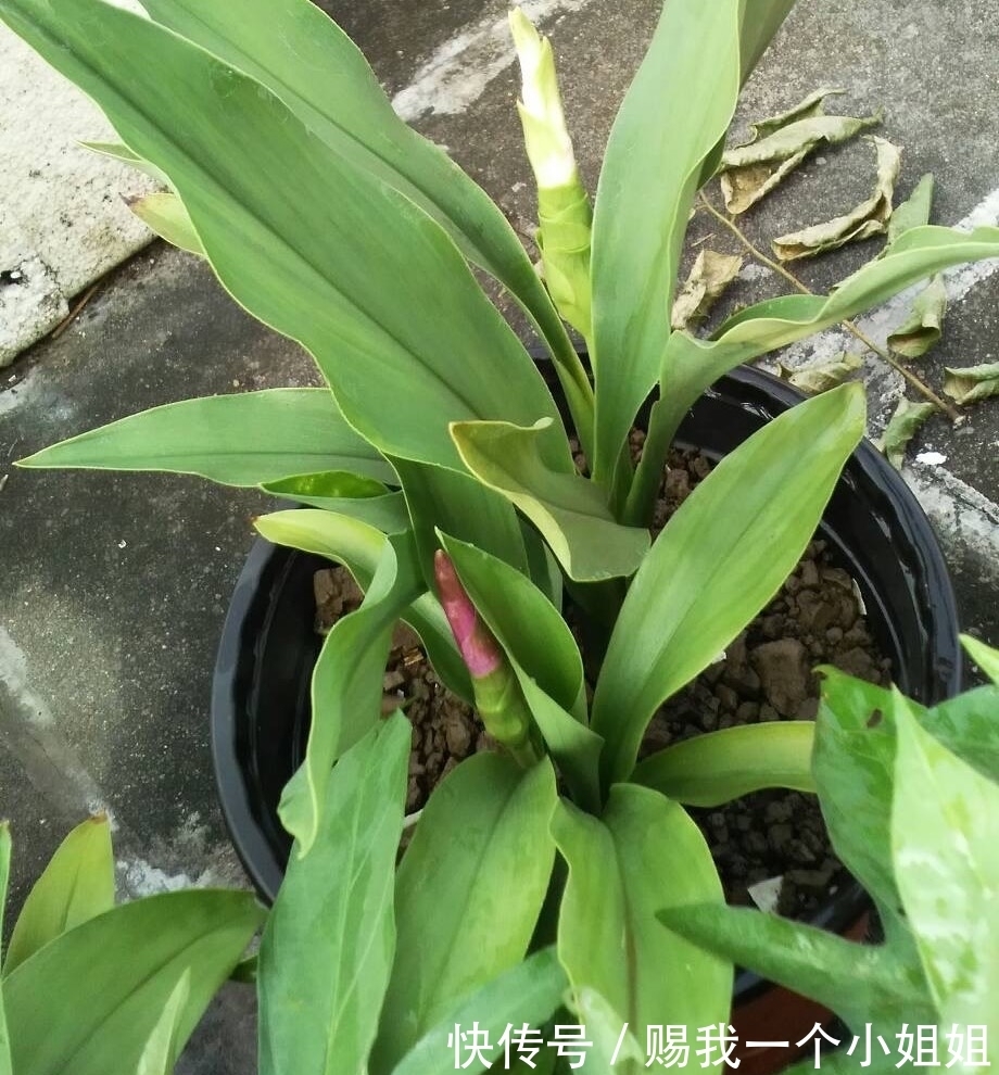 姜荷花|一块“大生姜”,开满粉荷花,家里养一盆,仙气飘飘,开花100天