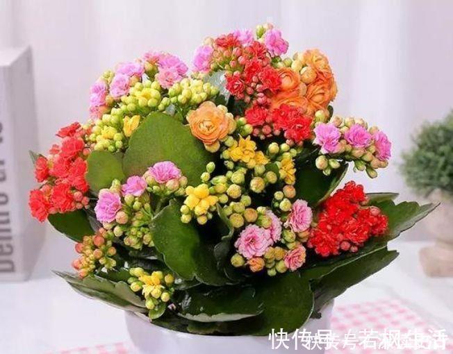 4种花是花中劳模,一年四季开花不断,一盆千百朵,花量超大的