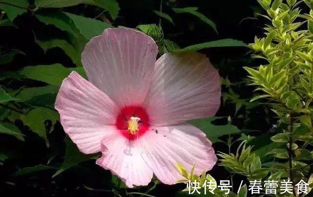 家人|最适合家人养的四种花,健康长寿又养心!
