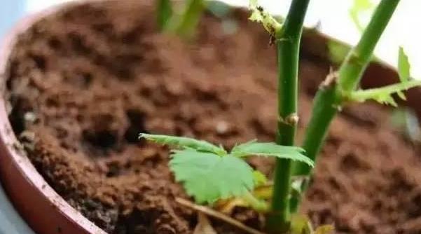 养花人都会的妙招:将它们变废为宝,既省钱又实用