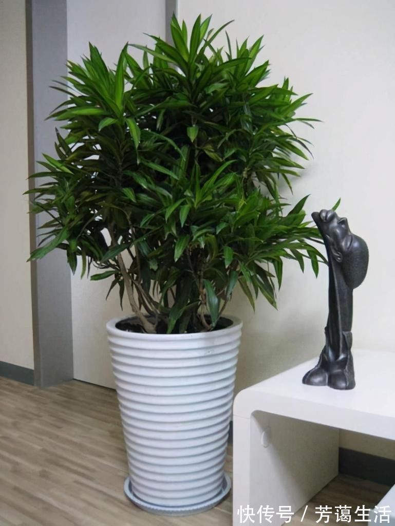 爱心榕|这5种“客厅小森林”的绿植,好看又有森林感,家里满满in风