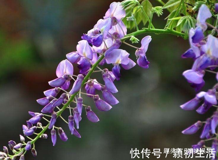 花朵&此花盛开时，蓝紫色的花朵给人以清新脱俗的美感，令人赏心悦目