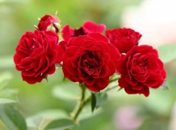 养花养个开花勤奋的,颜色喜庆开花像是玫瑰,养护难度一点不大